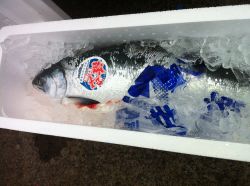 今週の逸品 Quickfish築地場内